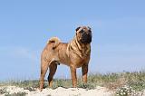 SHAR-PEI 116